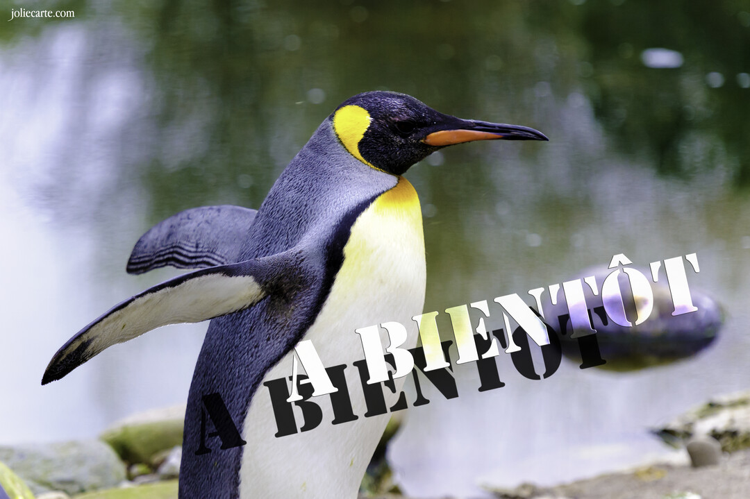 Un manchot royal se tient au bord de l'eau, les ailerons écartés, avec le message 'A bientôt' superposé en premier plan.