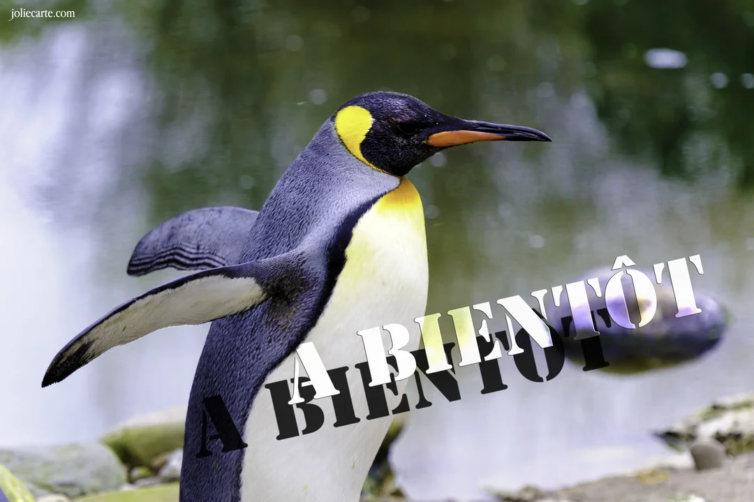 Un manchot royal se tient au bord de l'eau, les ailerons écartés, avec le message 'A bientôt' superposé en premier plan.