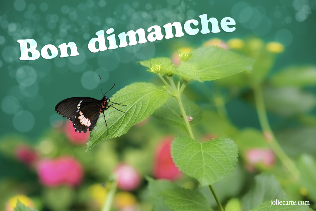 Un papillon noir aux taches blanches et rouges est délicatement posé sur une feuille verte, avec en arrière-plan un jardin flou et lumineux.