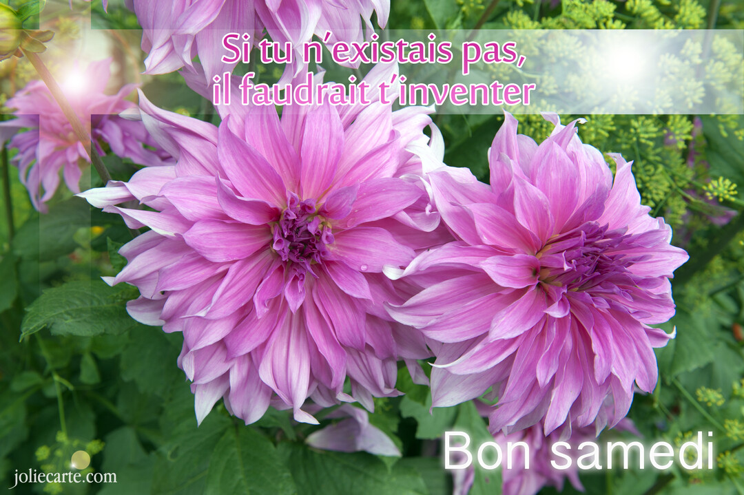 Deux magnifiques dahlias roses et mauves en pleine floraison dans un jardin verdoyant, baignés d'une lumière douce et chaleureuse.