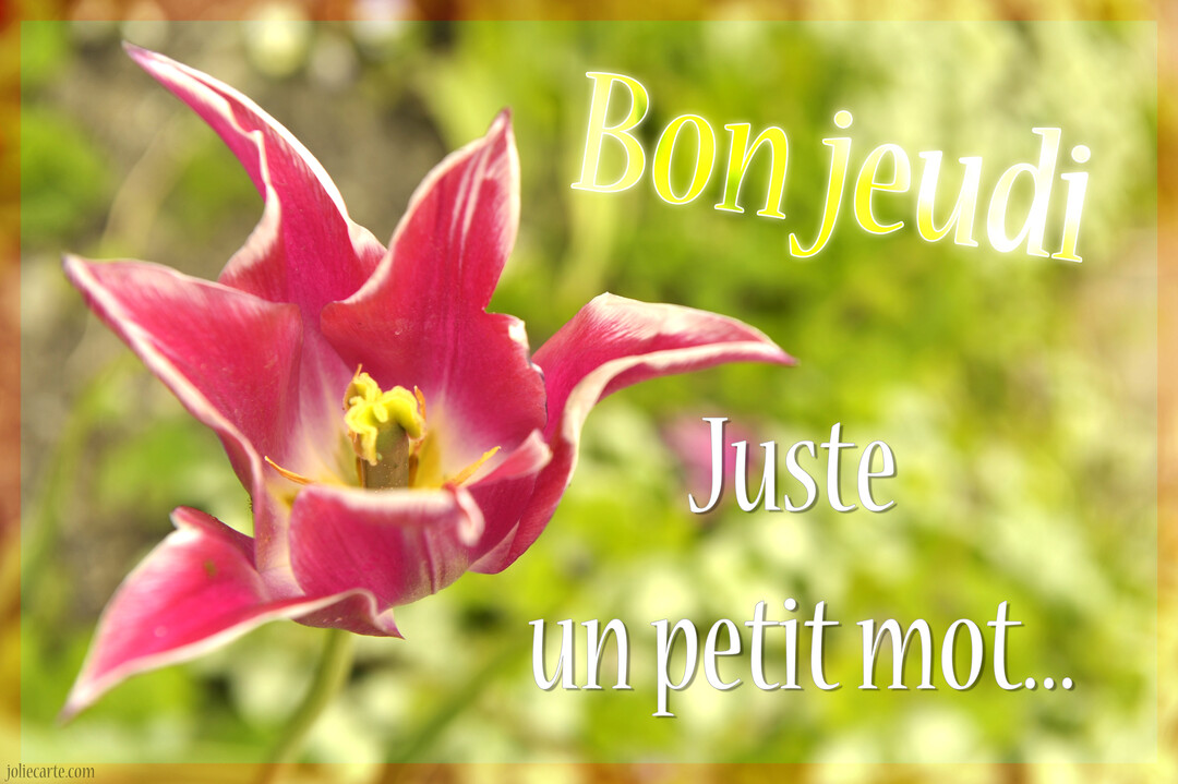 Une tulipe rose aux pétales pointus et bordés de blanc est photographiée en gros plan sur un arrière-plan végétal vert et lumineux.