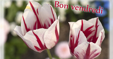 Aperçu de la carte : Bon vendredi j'ai hâte de te voir