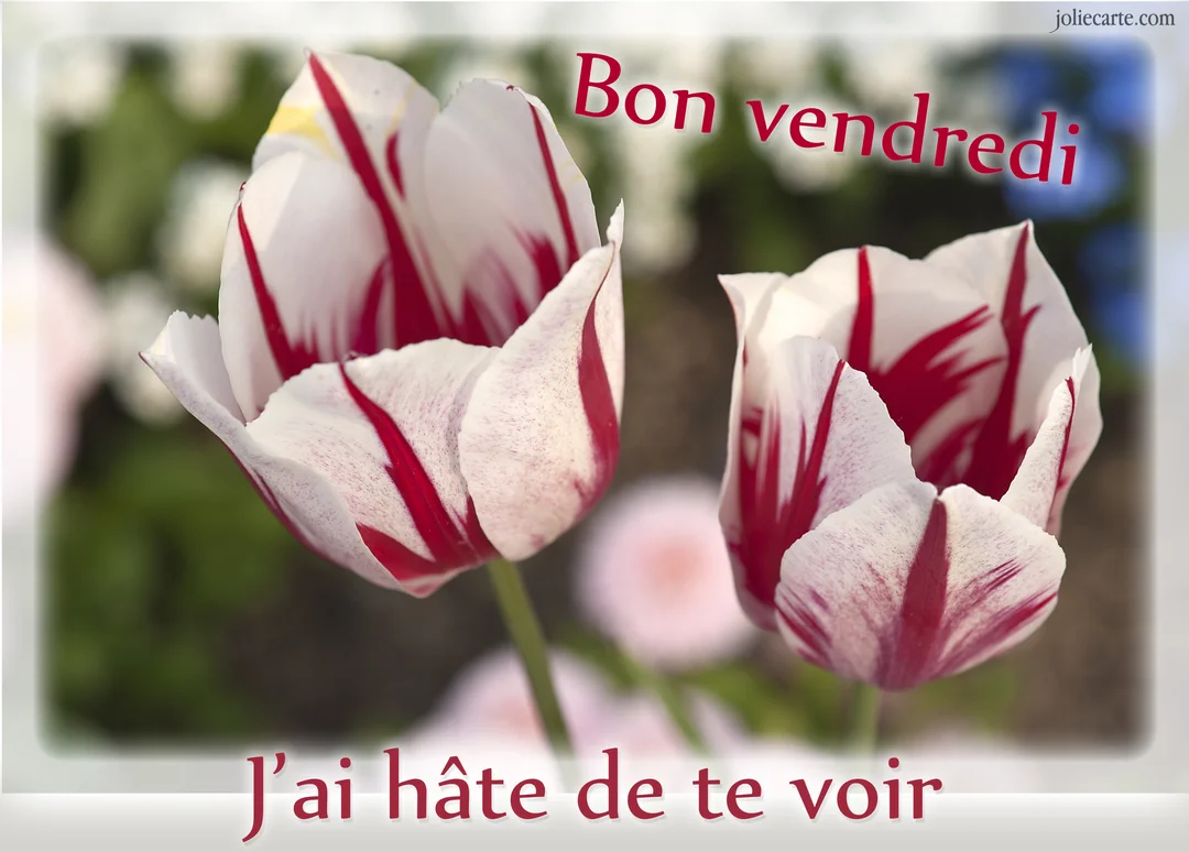Deux tulipes perroquet, blanches striées de rouge, en gros plan sur un fond de jardin flou, avec le texte 'Bon vendredi' en haut.