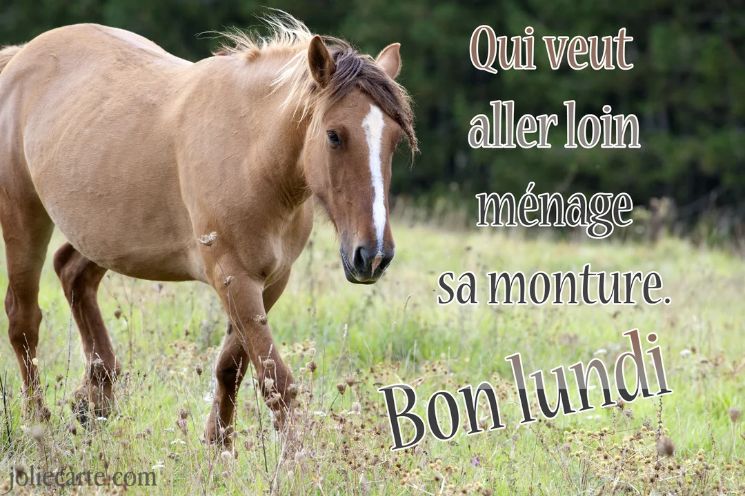 Un cheval à la robe sable et crinière brune avec une liste blanche sur le chanfrein avance dans une prairie verte.