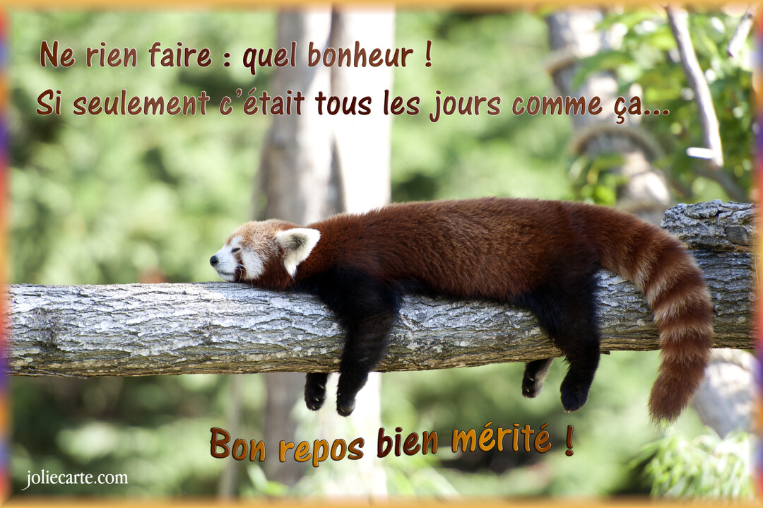 Un panda roux à la fourrure rousse et noire dort paisiblement, allongé sur une grosse branche d'arbre dans un décor verdoyant.