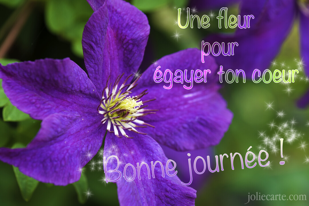 Gros plan sur une fleur de clématite violette au cœur jaune et blanc, sur un fond de feuillage vert flouté, avec un texte manuscrit scintillant.