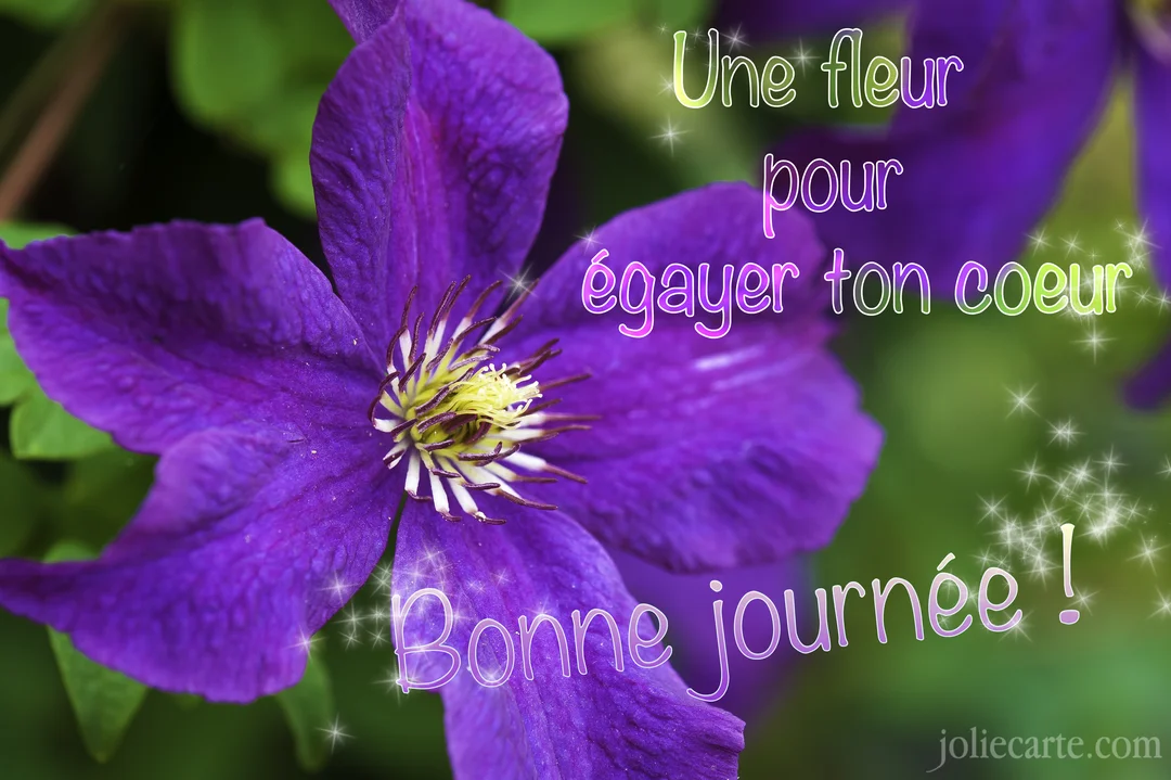Gros plan sur une fleur de clématite violette au cœur jaune et blanc, sur un fond de feuillage vert flouté, avec un texte manuscrit scintillant.
