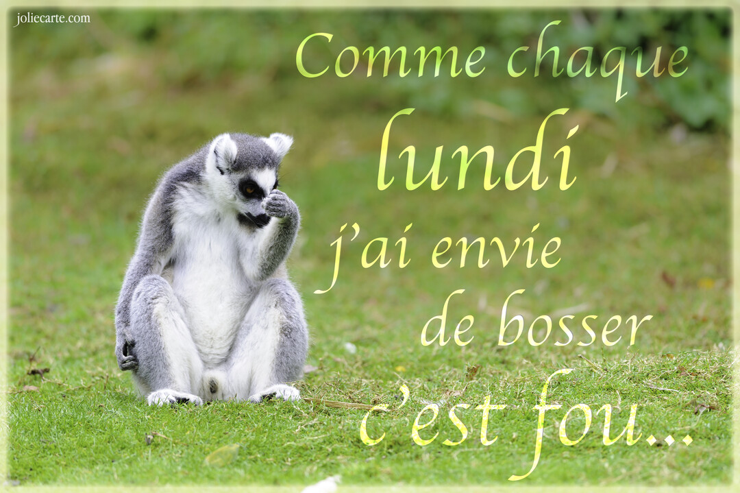 Un lémurien gris et blanc est assis sur une pelouse verdoyante, une patte près de sa bouche, affichant un air pensif et fatigué.