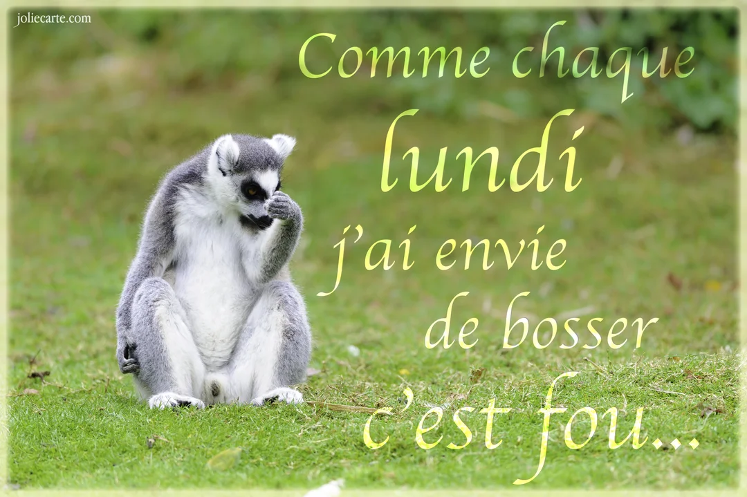 Un lémurien gris et blanc est assis sur une pelouse verdoyante, une patte près de sa bouche, affichant un air pensif et fatigué.