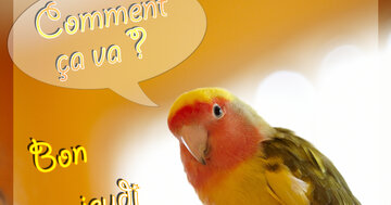 Aperçu de la carte : Comment ça va ?