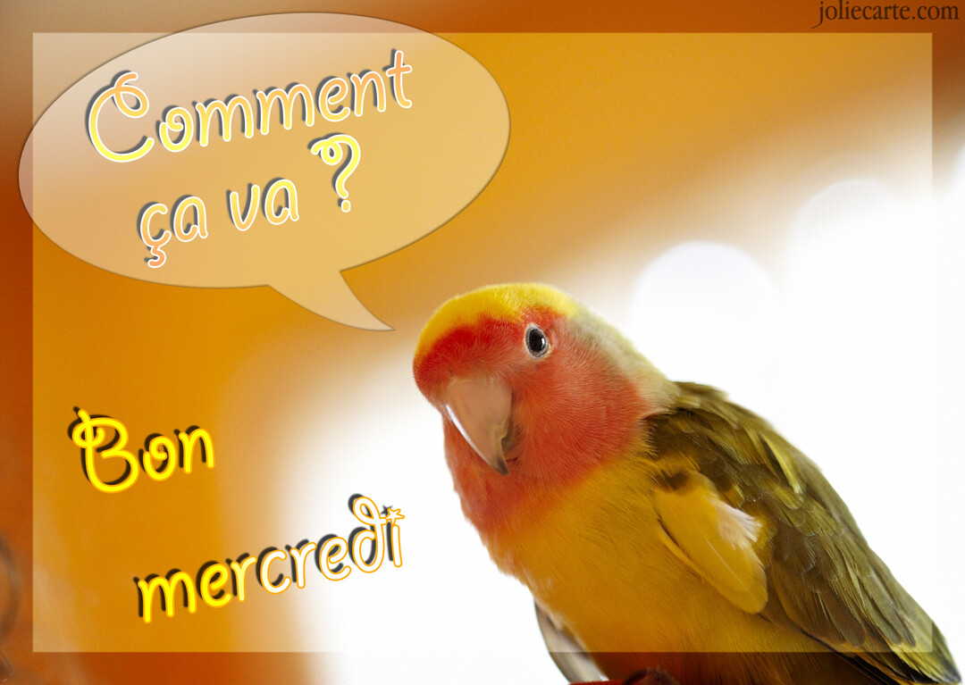Un petit perroquet inséparable coloré, sur fond orange, est accompagné des textes "Comment ça va ?" dans une bulle et "Bon mercredi".