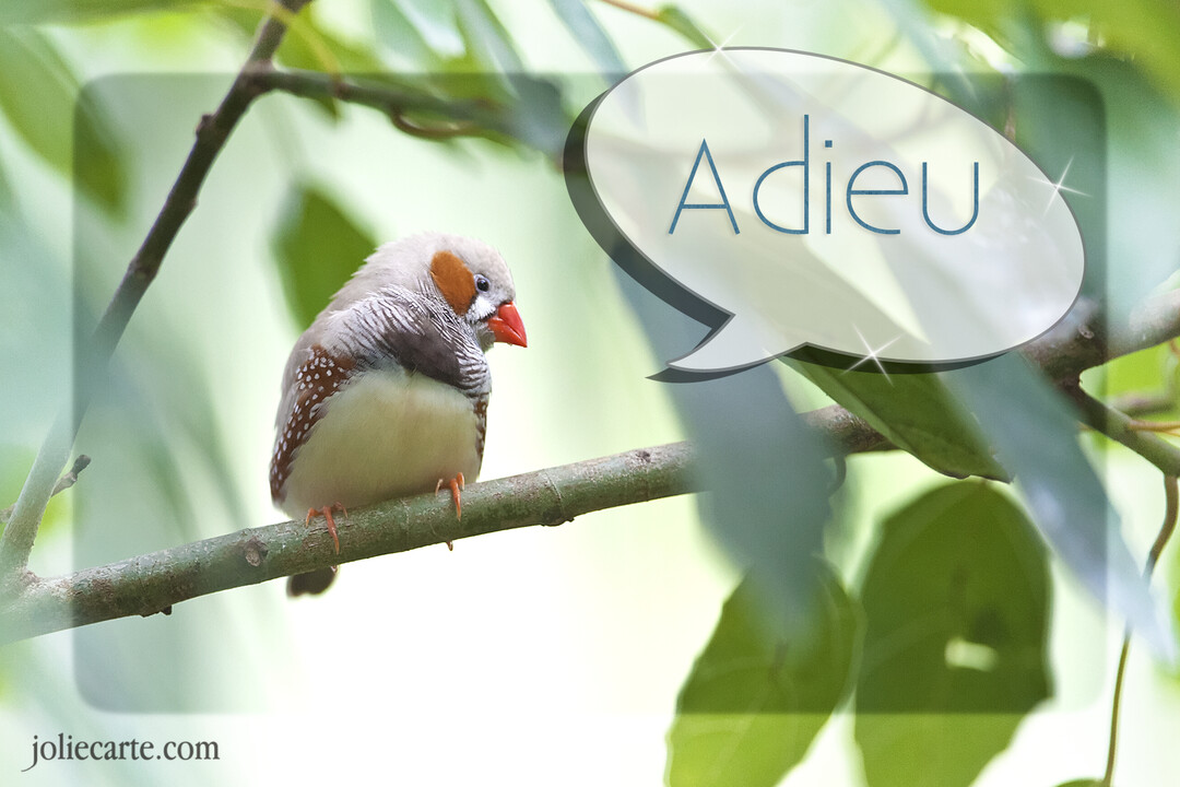 Un petit oiseau diamant mandarin, avec une tache orange sur la joue, est posé sur une branche d'arbre au milieu de feuilles vertes.