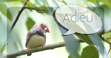 Aperçu de la carte : Adieu