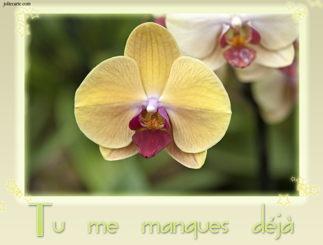 Une photographie en gros plan d'une fleur d'orchidée jaune au cœur magenta, avec le message 'Tu me manques déjà' inscrit en dessous.
