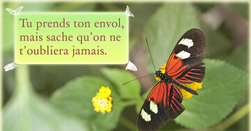 Aperçu de la carte : Tu prends ton envol mais sache qu'on ne t'oubliera jamais