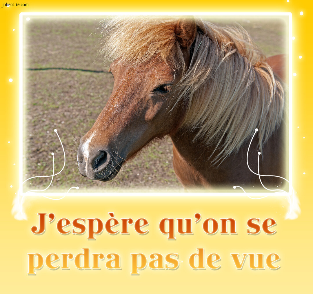 Portrait en gros plan d'un cheval marron avec une crinière blonde, sur un fond de prairie, encadré d'une bordure jaune lumineuse.