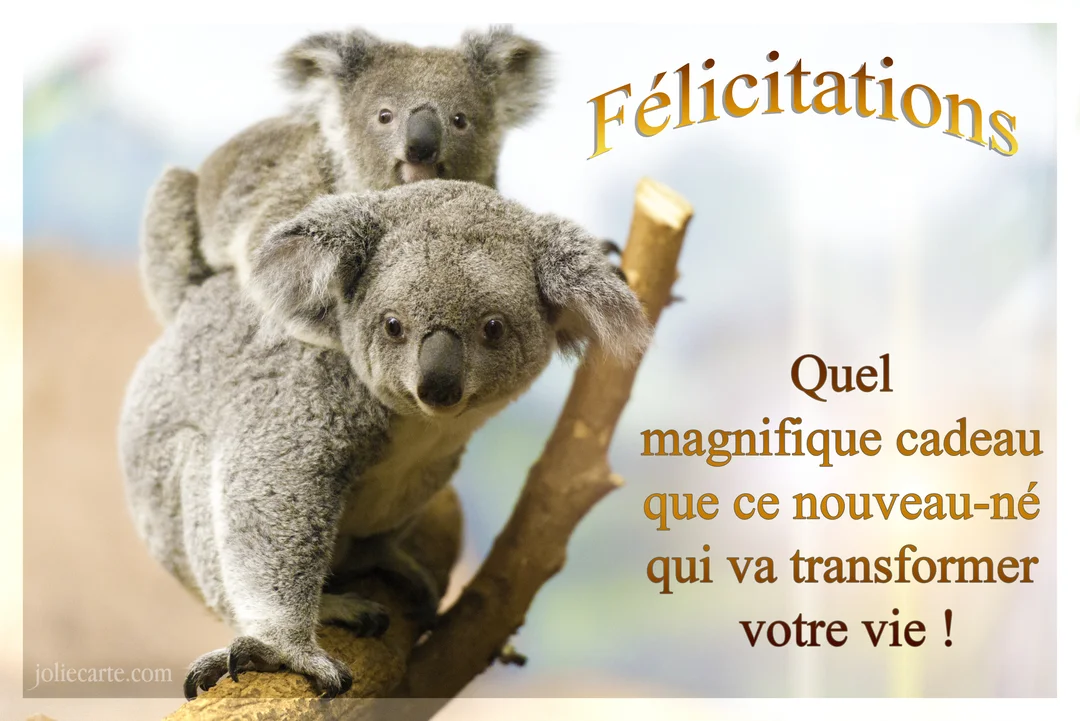 Une carte de naissance montrant une photographie attendrissante d'un bébé koala agrippé au dos de sa mère sur une branche d'arbre.