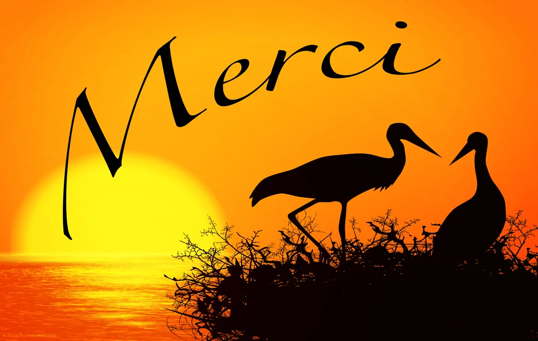 Deux cigognes en silhouette dans un nid se détachent sur un coucher de soleil orangé avec le mot 'Merci' inscrit en calligraphie.