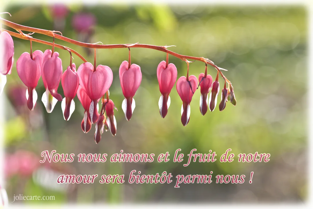 Une photographie en gros plan d'une tige horizontale portant des fleurs roses en forme de cœur, appelées Cœurs de Marie, sur un fond vert flou.