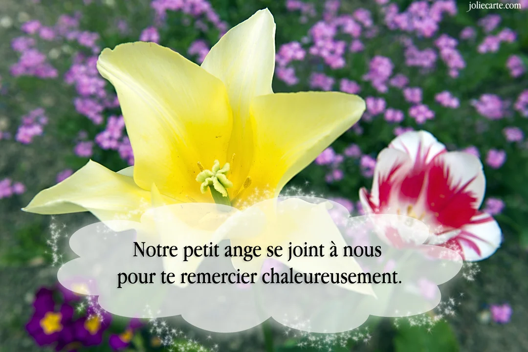 Gros plan sur une tulipe jaune épanouie devant un parterre de petites fleurs violettes, avec un message de remerciement pour une naissance.