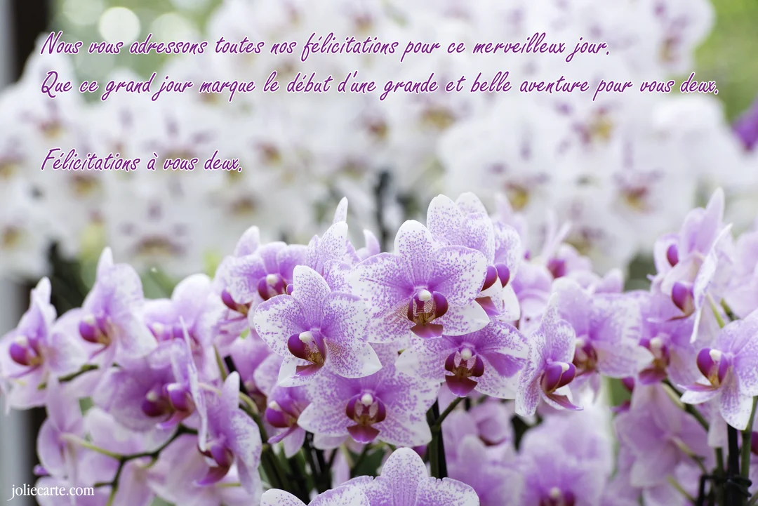 Des orchidées Phalaenopsis, tachetées de mauve sur fond blanc, sont au premier plan avec un texte de félicitations de mariage superposé.