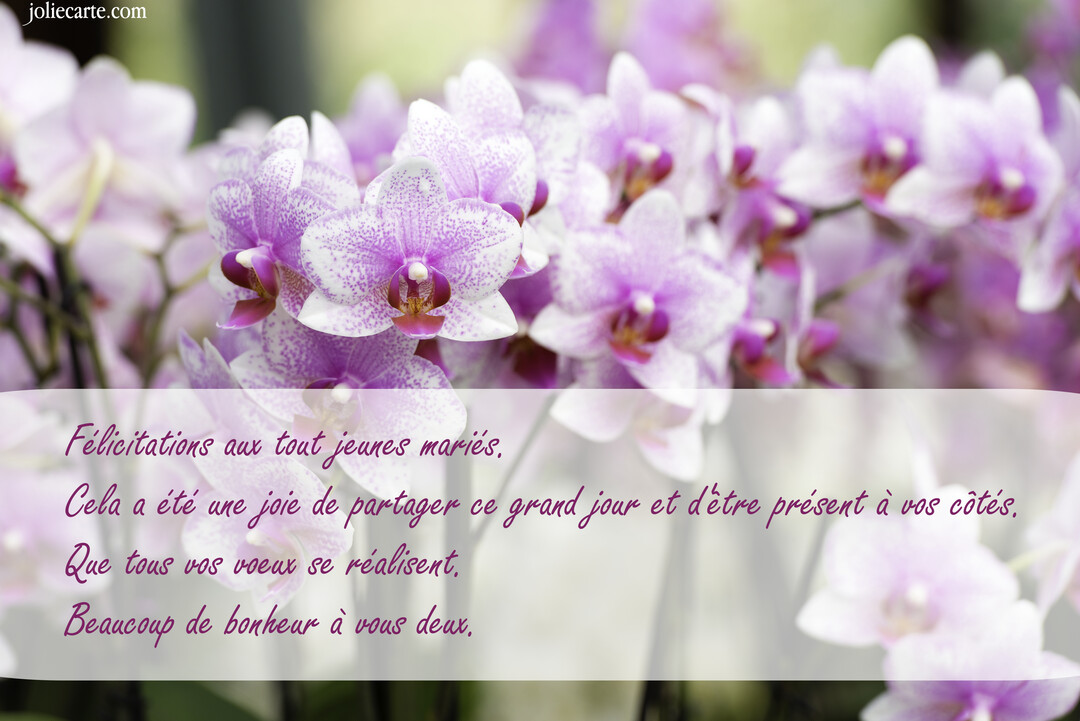 Gros plan sur de magnifiques orchidées phalaenopsis, aux pétales blancs tachetés de rose-violet, avec un texte de félicitations de mariage superposé.