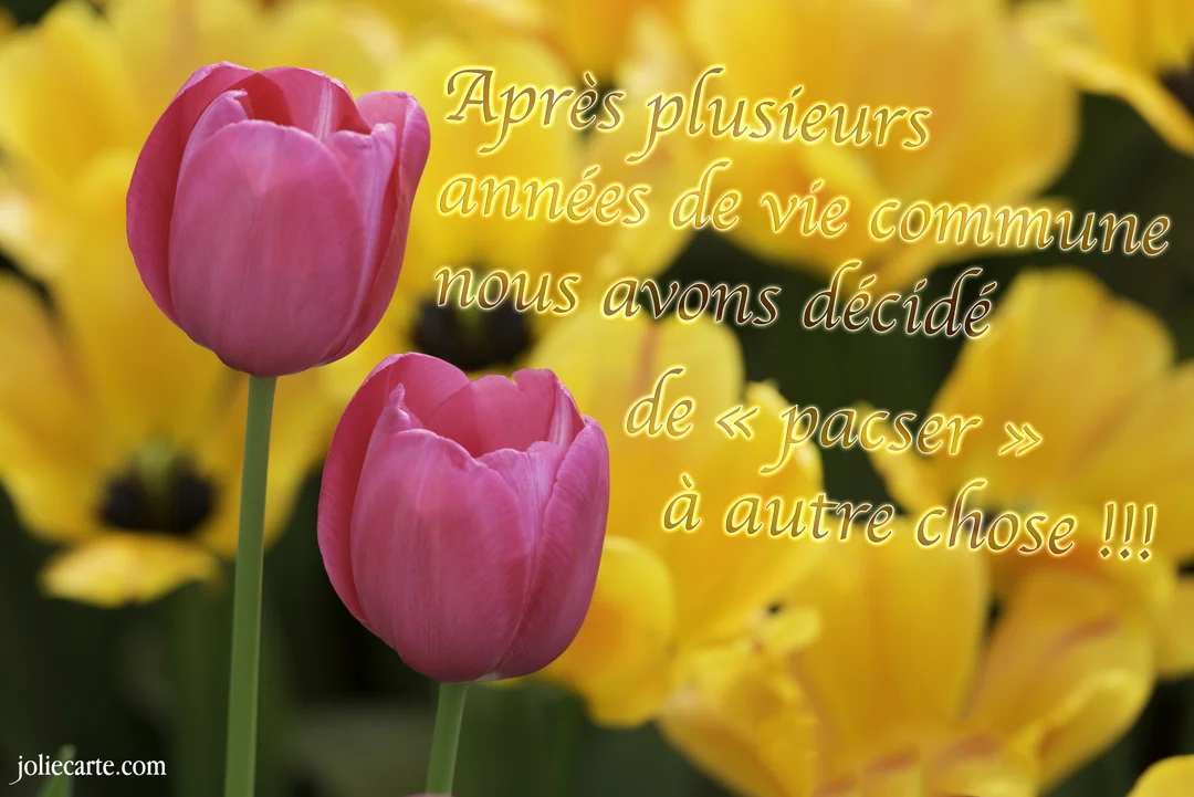 Deux tulipes roses se détachent sur un parterre flou de tulipes jaunes, avec un texte superposé annonçant une rupture de manière humoristique.