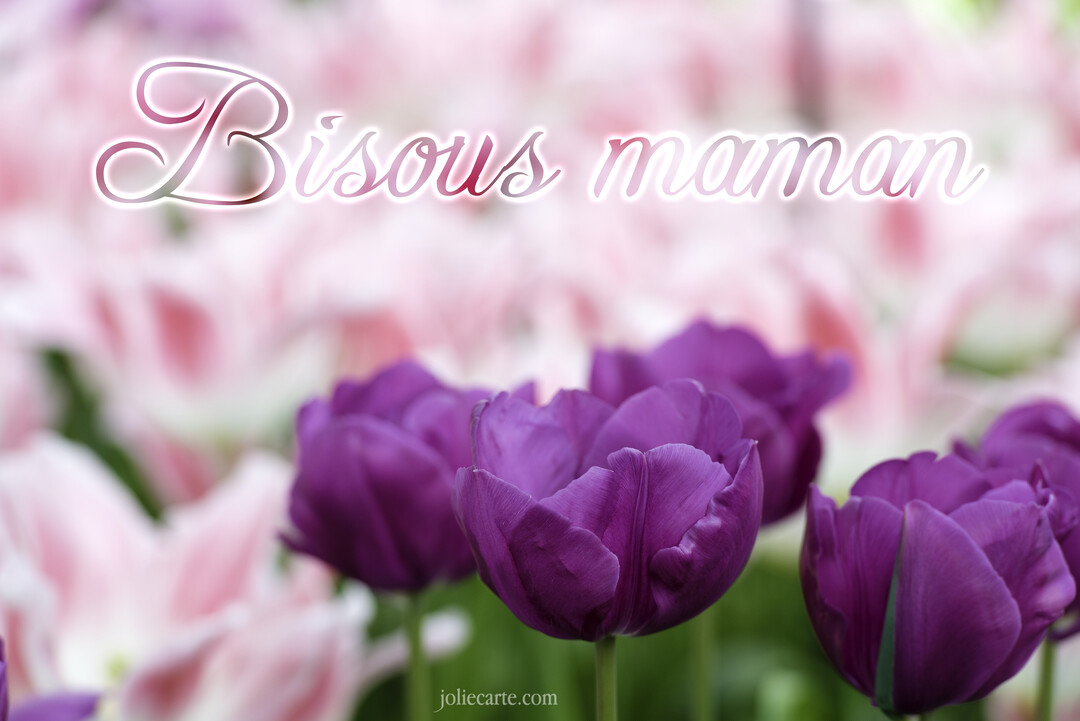Un champ de tulipes avec des fleurs violettes au premier plan et roses à l'arrière, surmonté du texte calligraphié 'Bisous maman'.