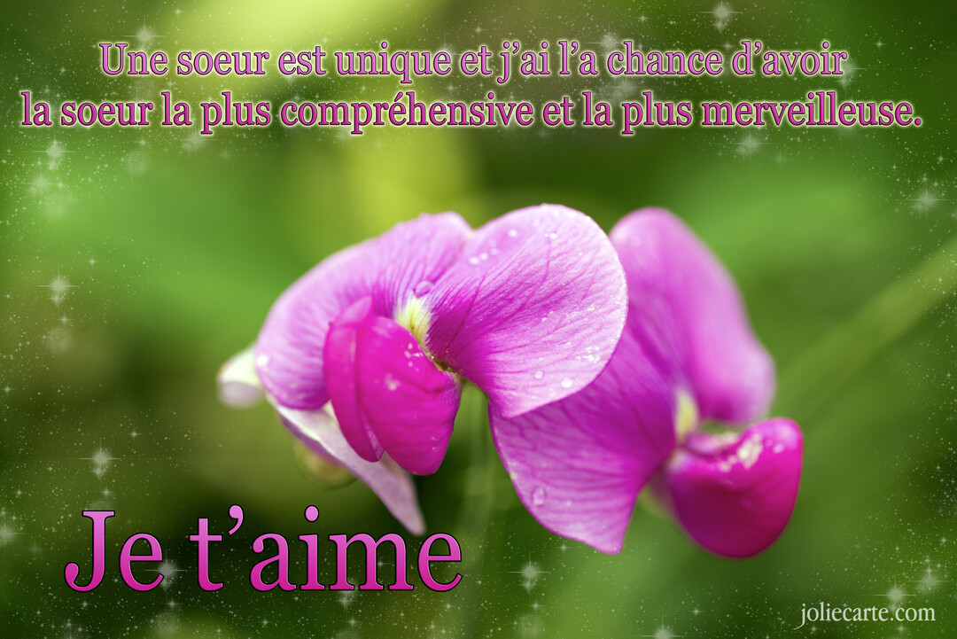 Un plan rapproché d'une fleur de pois de senteur rose vif, parsemée de gouttes d'eau, se détachant sur un arrière-plan végétal vert et flou.
