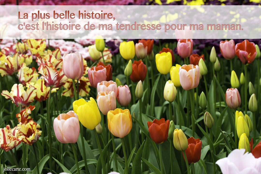 Une photographie d'un champ dense de tulipes multicolores aux tons vifs, avec un texte superposé sur un bandeau translucide en haut.
