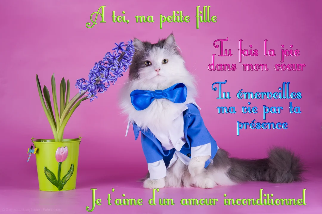 Un chat à poils longs blanc et gris, portant un costume bleu et un nœud papillon, est assis à côté d'une jacinthe violette.