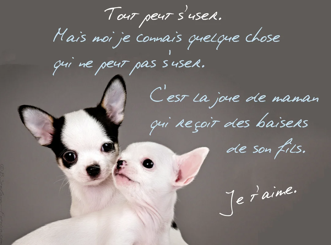 Deux chiots chihuahua, un blanc et un noir et blanc, se blottissent l'un contre l'autre sur un fond gris uni avec un texte manuscrit.