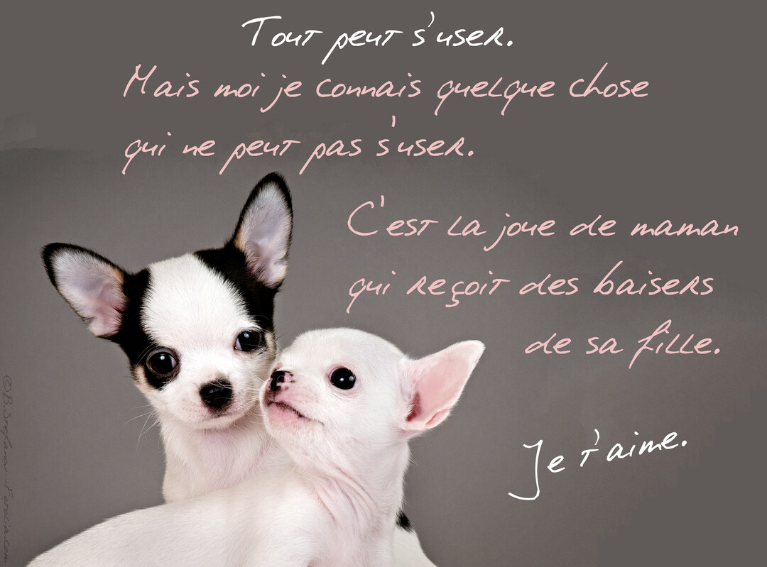 Deux chiots chihuahuas sur fond gris, un blanc et noir et un blanc, qui se serrent avec un texte manuscrit rose.