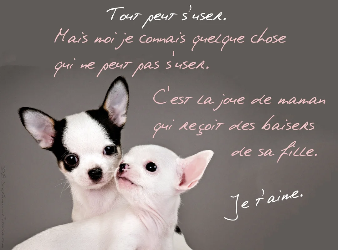 Deux chiots chihuahuas sur fond gris, un blanc et noir et un blanc, qui se serrent avec un texte manuscrit rose.