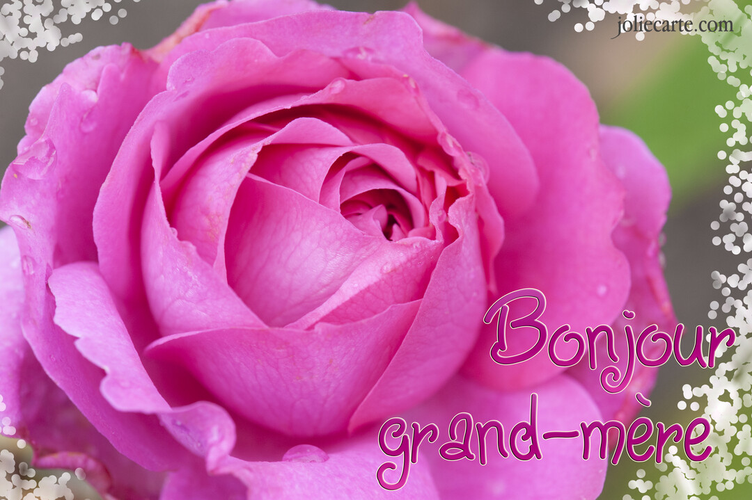 Gros plan sur une rose fuchsia épanouie, ornée de gouttes d'eau, avec le texte 'Bonjour grand-mère' superposé et une bordure scintillante.