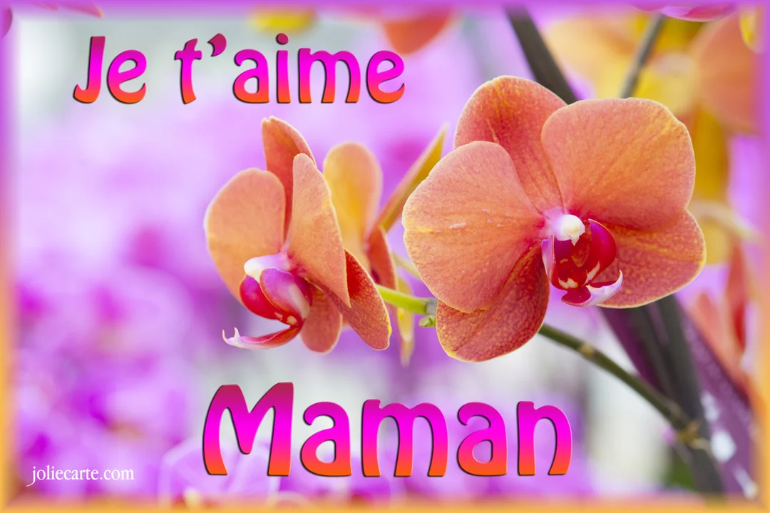 Gros plan sur des fleurs d'orchidée orange au cœur magenta, avec le texte "Je t'aime Maman" superposé sur un arrière-plan floral violet.