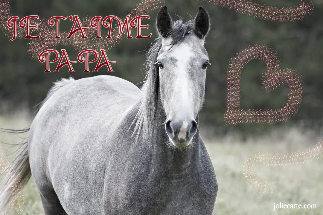 Un majestueux cheval gris regarde droit devant, avec le texte scintillant 'Je t'aime papa' et une forme de cœur en paillettes roses.