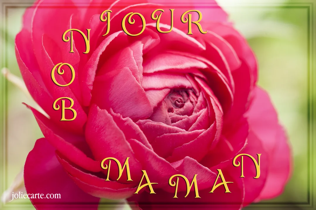 Gros plan sur une fleur de renoncule rose vif dont les pétales s'ouvrent en spirale, avec le texte doré 'Bonjour maman' superposé.