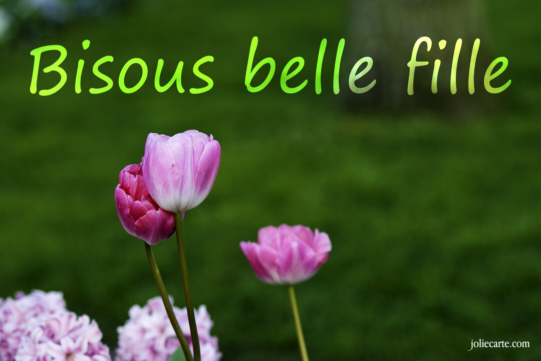 Gros plan sur de délicates tulipes roses et fuchsia sur un arrière-plan vert, avec le texte 'Bisous belle fille' calligraphié en haut.