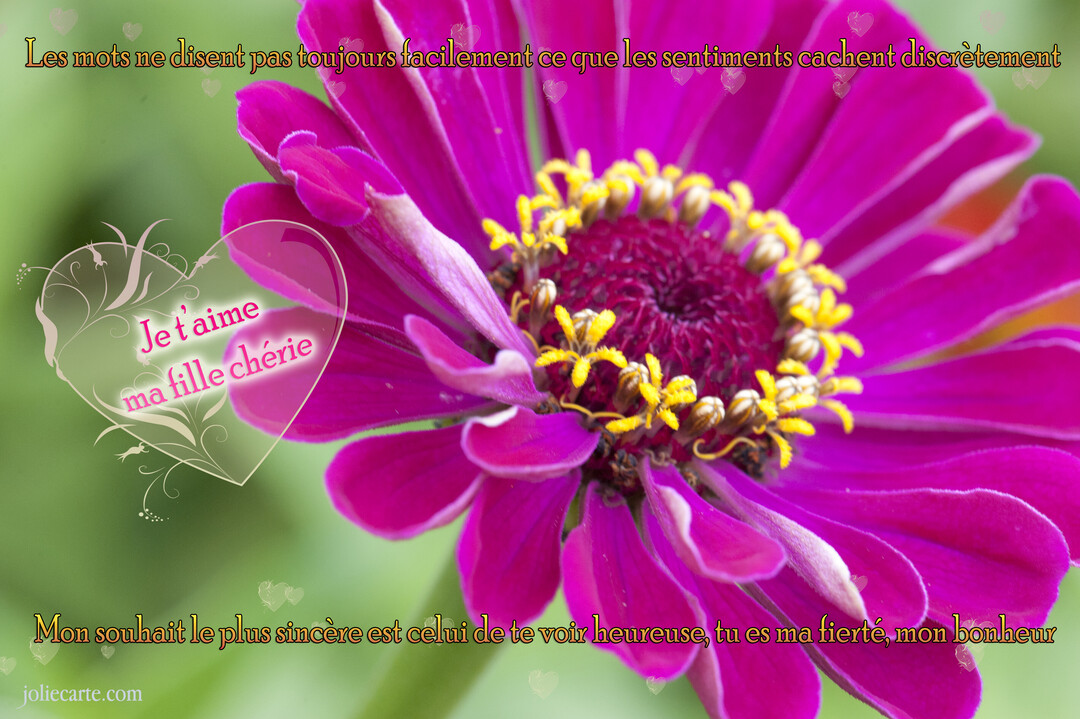 Gros plan sur une fleur de zinnia magenta au cœur jaune, avec un texte superposé exprimant l'amour d'un parent pour sa fille.