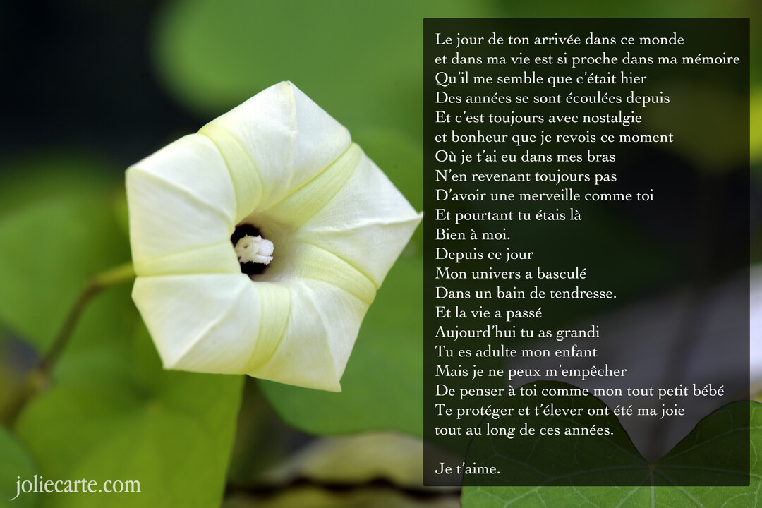 Gros plan sur un bouton de fleur de liseron blanc, de forme pentagonale, sur un fond de feuilles vertes avec un poème sur la droite.