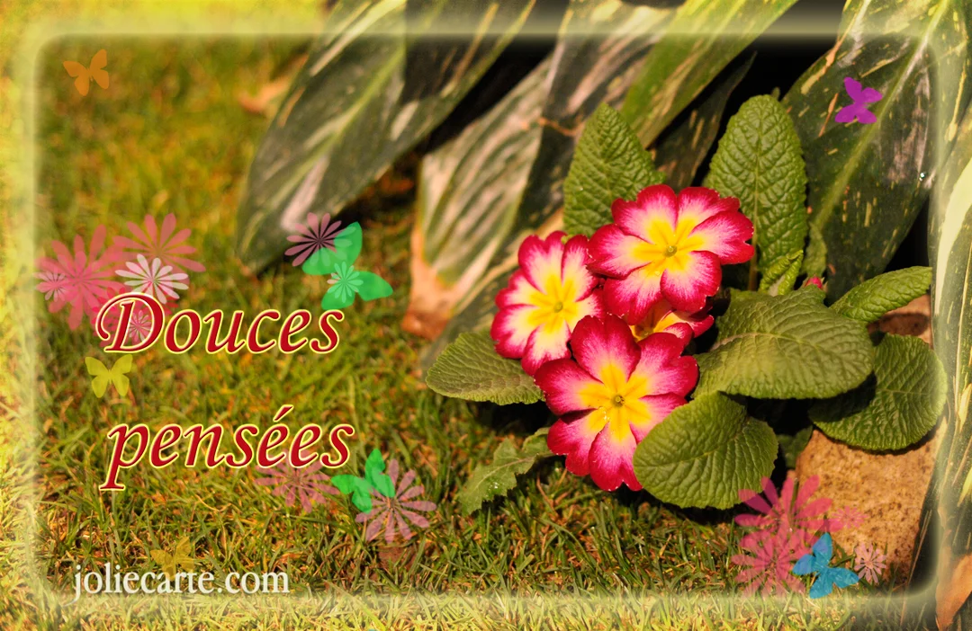 Une photographie de primevères roses et jaunes dans un jardin, ornée d'illustrations de papillons et du texte manuscrit 'Douces pensées'.