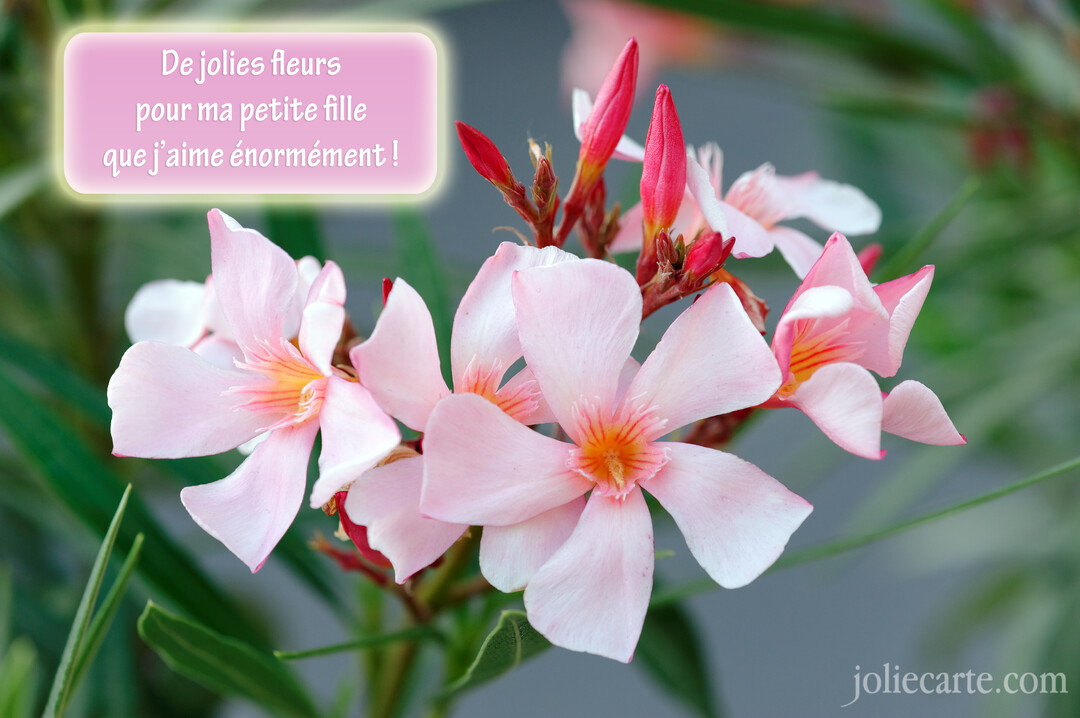 Gros plan sur des fleurs de laurier-rose, roses avec un cœur orangé, sur un fond de feuillage vert flouté et avec un message d'amour.