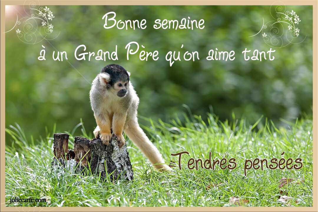 Un petit singe saïmiri au pelage beige et à la tête noire est assis sur une souche d'arbre dans l'herbe verte.