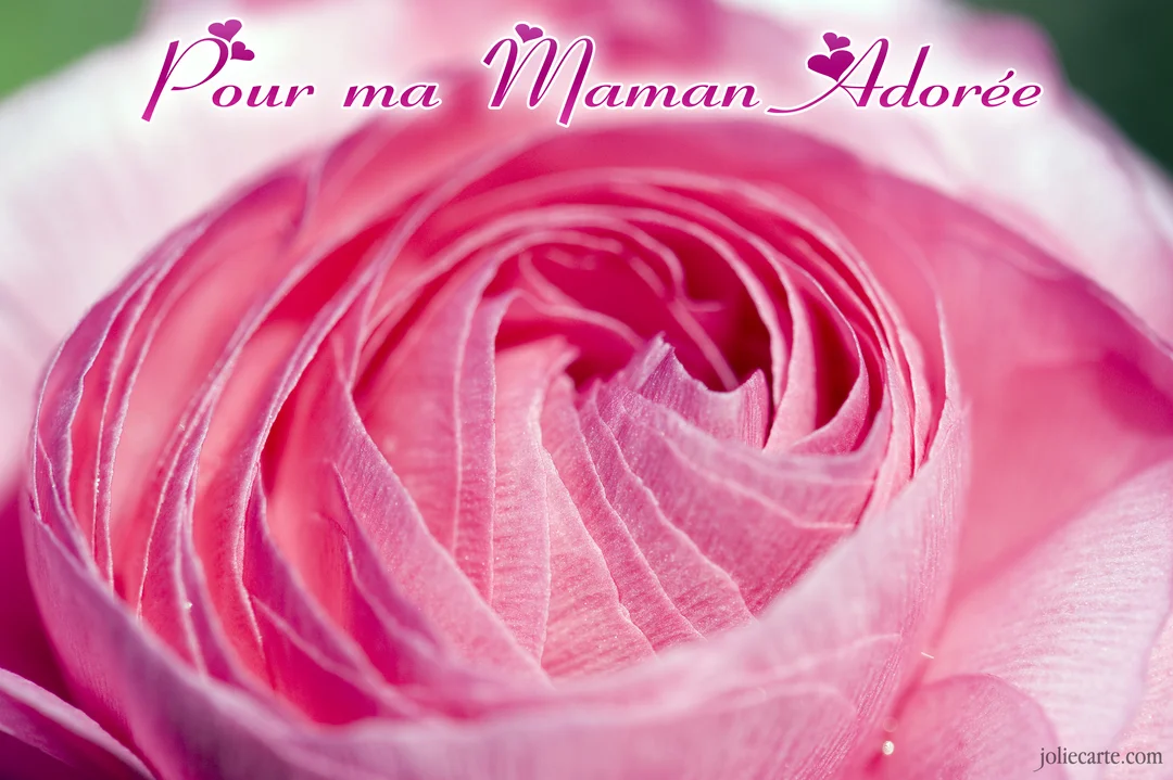 Gros plan sur le cœur d'une fleur rose aux pétales délicats et superposés, avec une inscription manuscrite 'Pour ma maman adorée' en haut.
