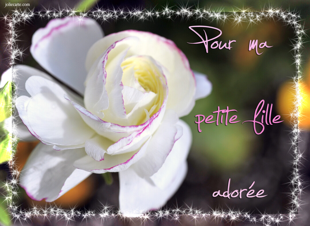 Gros plan sur une fleur blanche aux pétales délicatement bordés de rose, sur un fond naturel flou avec un cadre d'étoiles scintillantes.