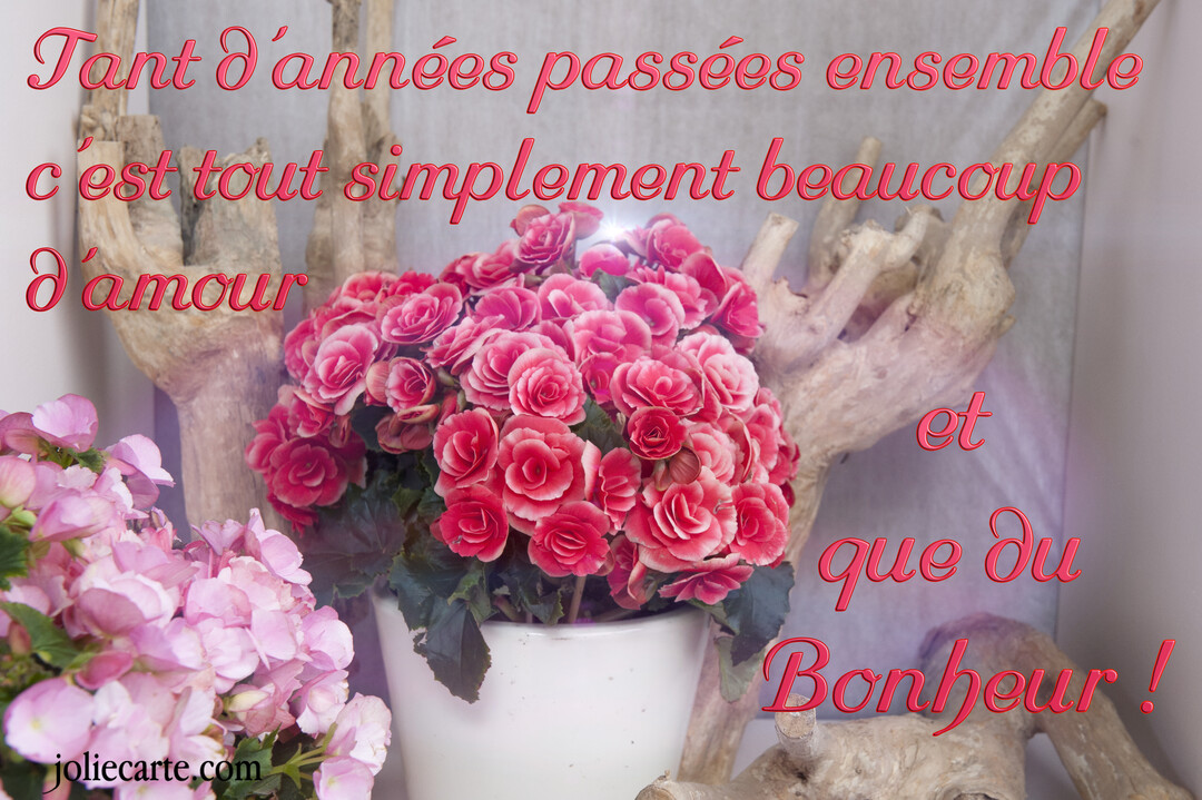Une photographie de bouquets de bégonias et d'hortensias roses dans un pot blanc, à côté de bois flotté sur un fond gris.