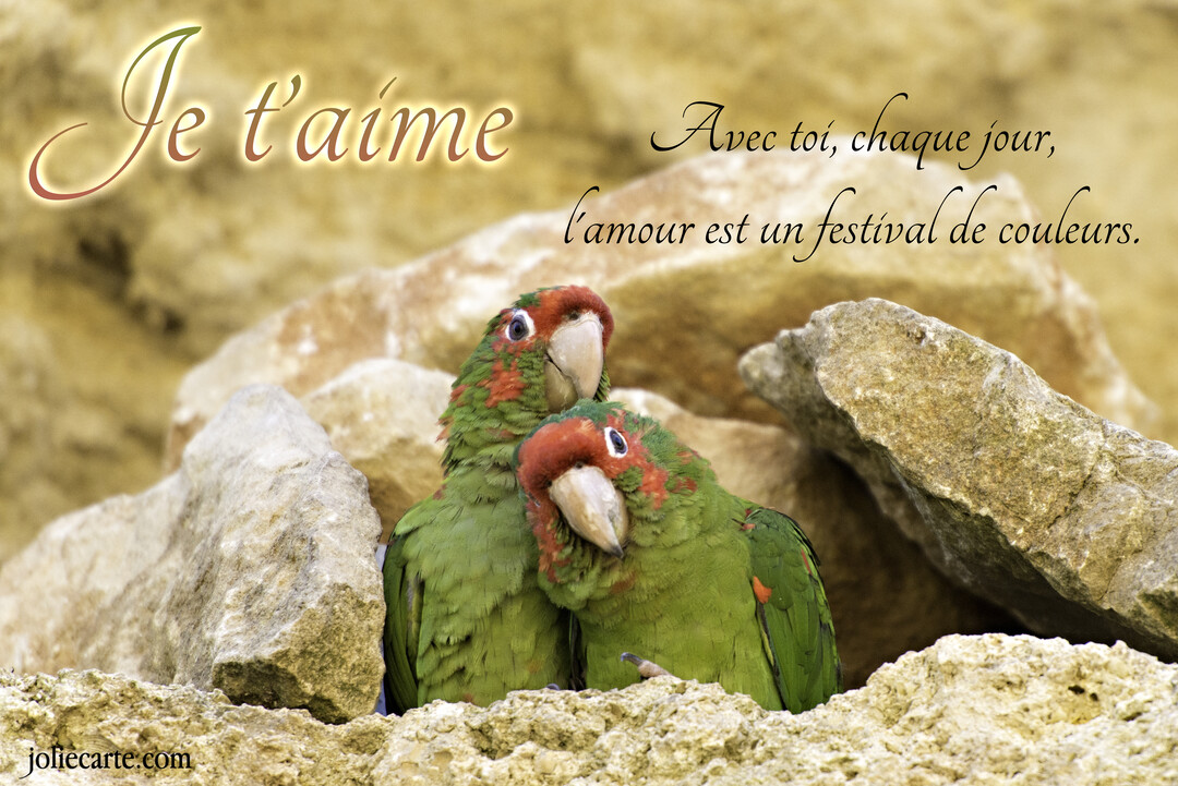 Deux perroquets verts au visage rouge se blottissent tendrement l'un contre l'autre au milieu de rochers de couleur sable.
