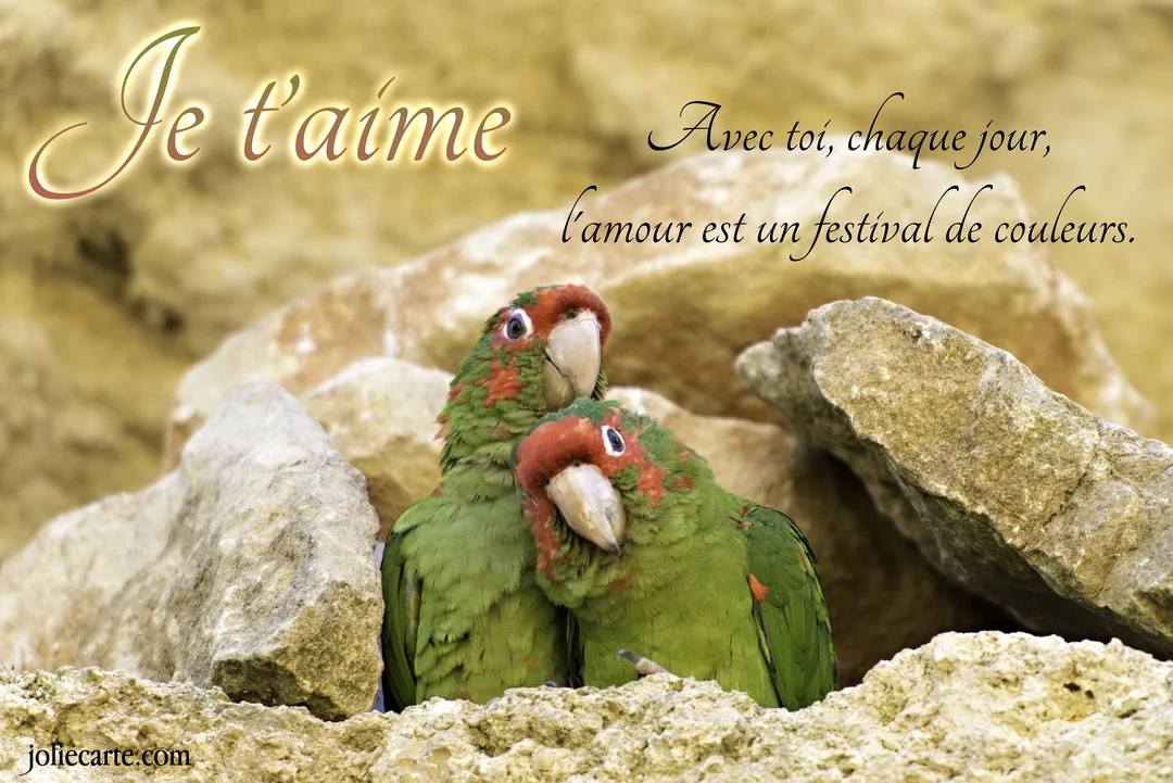 Deux perroquets verts au visage rouge se blottissent tendrement l'un contre l'autre au milieu de rochers de couleur sable.