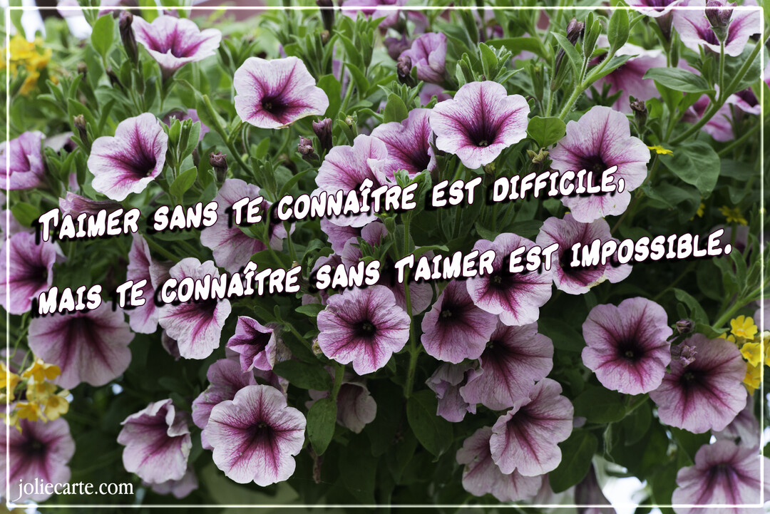 Un parterre de fleurs de pétunias bicolores, mauves et blanches, sur lequel est superposée une citation d'amour en lettres blanches à contour noir.